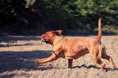 Dogue de Bordeaux çalıştırma