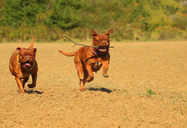 Running two Dogue de Bordeaux — Stock Photo, Image