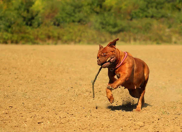 Running Dogue de Bordeaux — Stock Photo, Image