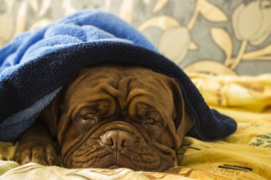 Dogue de Bordeaux bir yatakta