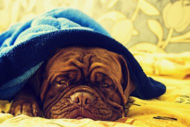 Dogue de Bordeaux bir yatakta
