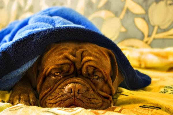 Dogue de Bordeaux i en säng — Stockfoto
