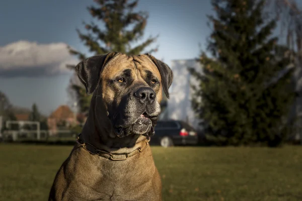 Big Dog Boerboel — Stockfoto