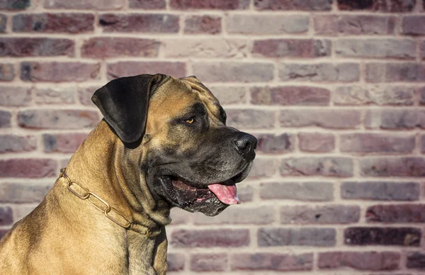 Cão grande Boerboel — Fotografia de Stock