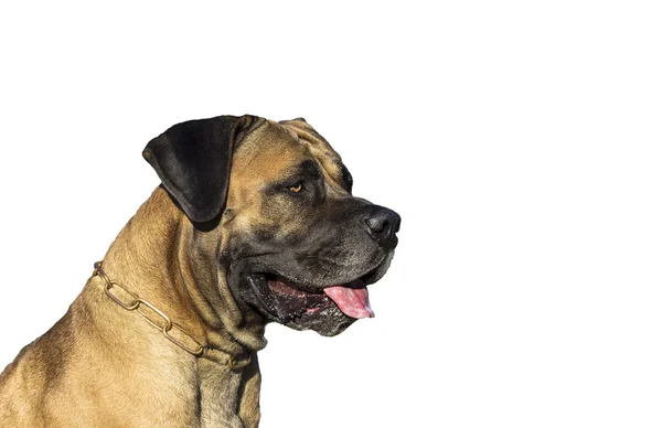 Büyük köpek Boerboel — Stok fotoğraf