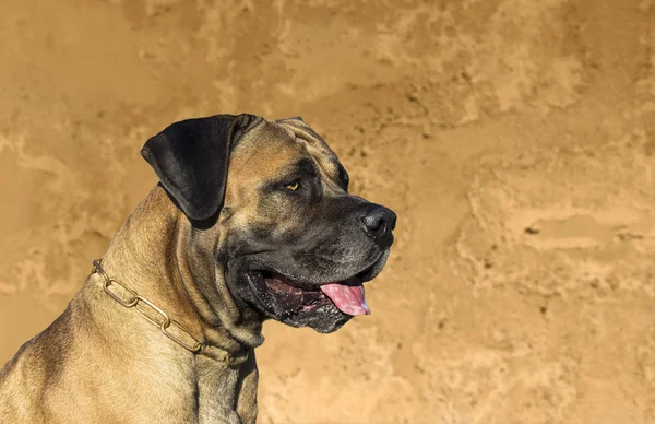 Velký pes Boerboel — Stock fotografie