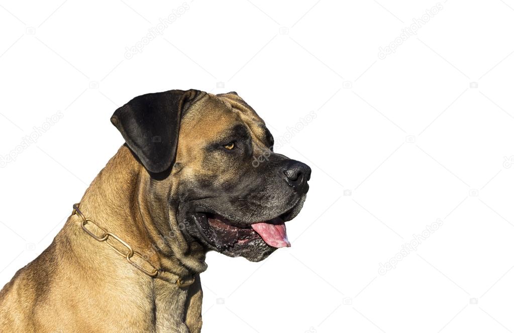 Big Dog Boerboel