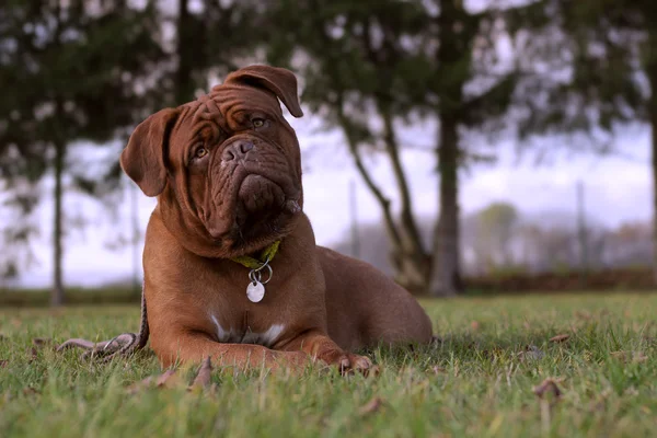 Bordeauxdog — Stockfoto