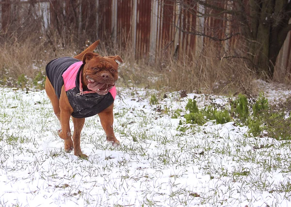 Dogue de Bordeaux с жилетом — стоковое фото