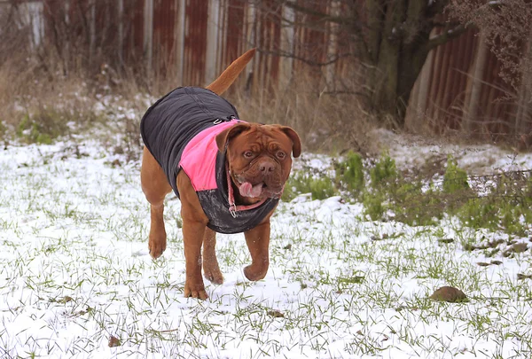 Dogue de Bordeaux с жилетом — стоковое фото