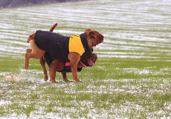 Dogue de Bordeaux with vest — Stock Photo, Image