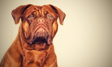 Dogue De Bordeaux