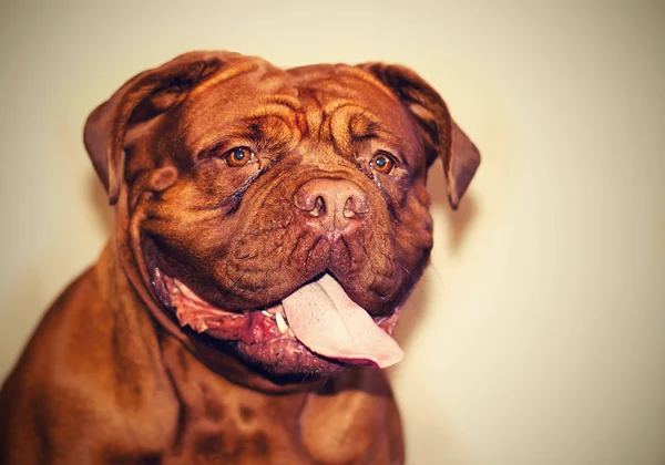 Dogue De Bordeaux — Stok fotoğraf