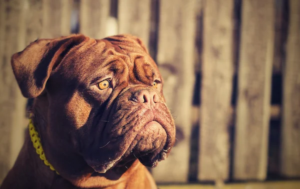 Dogue de bordeaux — Stockfoto