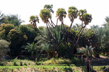 Nehri boyunca bitki örtüsü