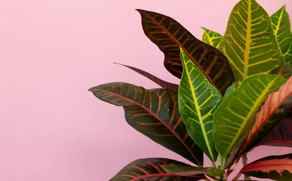 Indoor Garten Home Dekoration auf rosa Hintergrund — Stockfoto