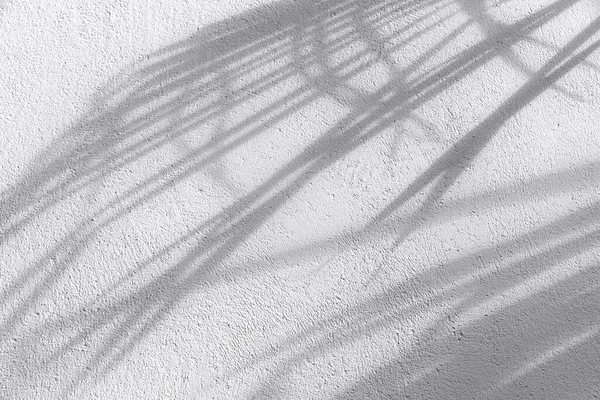Tropical shadow on the wall background. Minimal summer travel concept with palm tree leaf