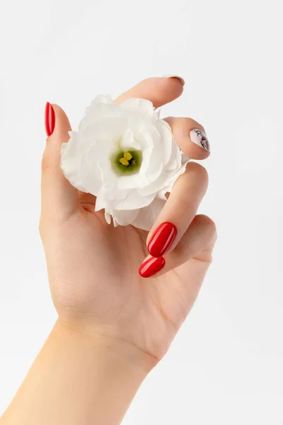 Piękne kobiety ręka z czerwonym manicure gospodarstwa kwiat na białym tle — Zdjęcie stockowe