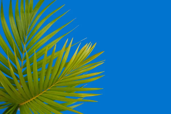 Kreativní rozložení s tropickými palmovými listy na modrém pozadí — Stock fotografie