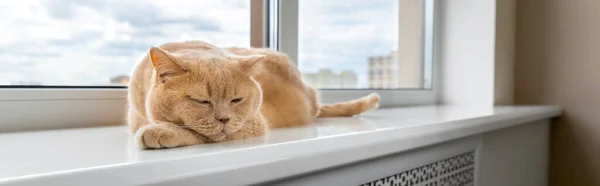 Escocês gato vermelho vezes encontra-se no parapeito da janela. — Fotografia de Stock