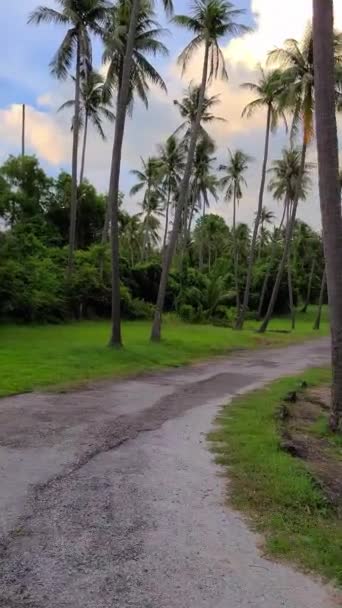 Exotic park with coconut palm trees. Tropical landscape in sunset. — Stock Video