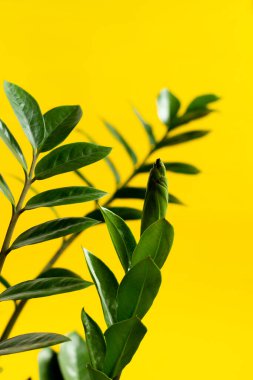 Sarı arka planda ev dekorasyonu.