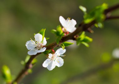 Güzel beyaz kiraz çiçekleri.