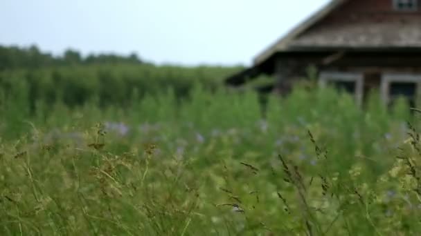 Schaukelndes Gras mit Holzhaus. — Stockvideo