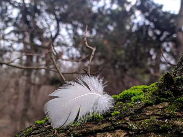 white feather in the spring forest