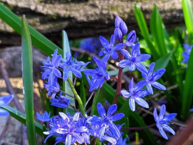 Ormanda mavi kar damlası