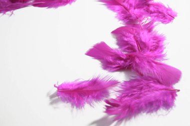 Beyaz arka planda küçük dağınık fuşya tüyleri