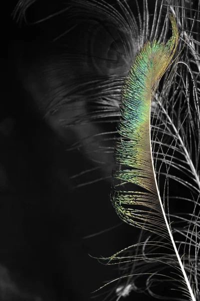 Colorful peacock feathers with black and white feathered background