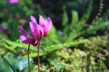 Ormanda iki fuşya çiçeği. Parlak yeşil yaprakların arka planı