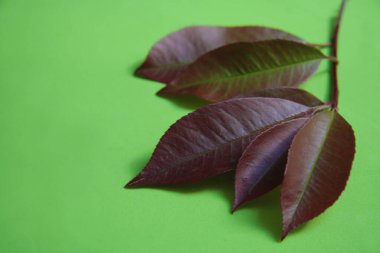 Yeşil arkaplanda canlı kırmızı yeşillik.