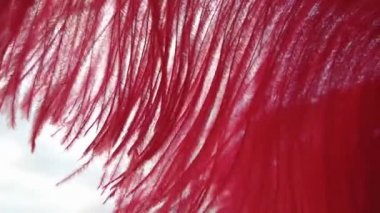 Red feather outdoor, in the foreground, with nature background