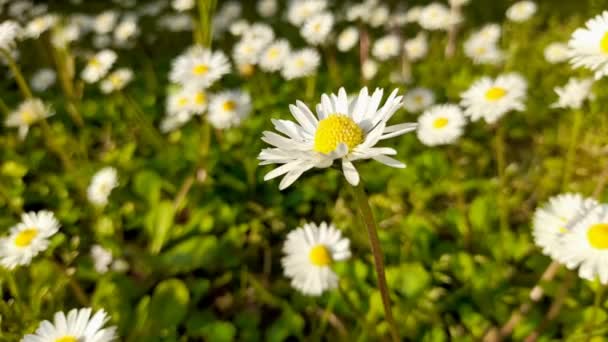 Geurende Bloemen Die Overvloed Groene Weiden Zwaaien Wind Witte Madeliefjes — Stockvideo