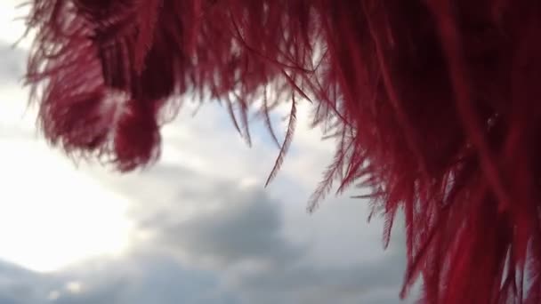 Rote Feder Freien Vordergrund Mit Naturhintergrund — Stockvideo