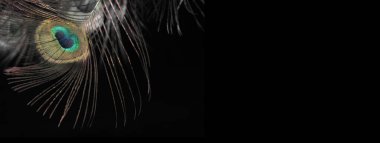 Siyah beyaz tüylü, renkli tavus kuşu tüylerinin zarif bayrağı.