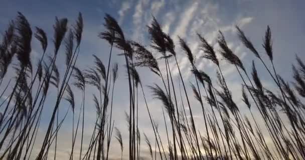 Schönes Pampasgras Bei Sonnenuntergang Mit Leichtem Wind Bewegt Sich Anmutig — Stockvideo