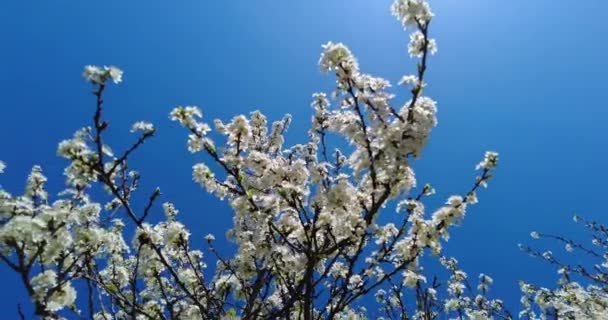 Δέντρο Γεμάτο Λευκά Λουλούδια Υγρό Άνεμο Ηλιόλουστη Μέρα Και Γαλανός — Αρχείο Βίντεο