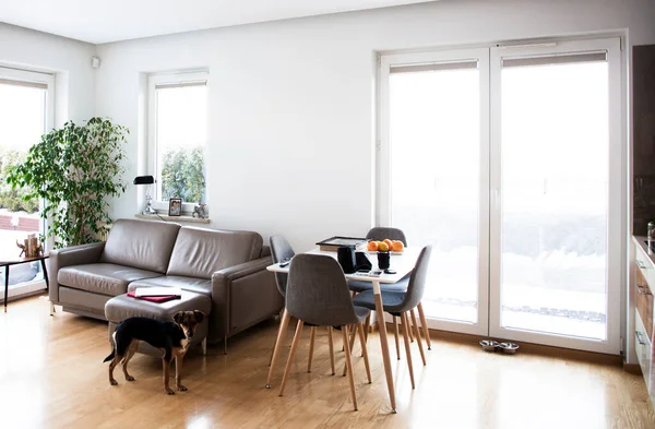 Moderne Woonkamer Met Hond Bank Krakau Klein Polen Polen — Stockfoto