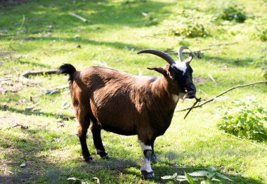 Kahverengi keçinin fotoğrafı.