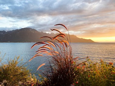 Gün batımında Cenevre Gölü kıyısında bitkiler
