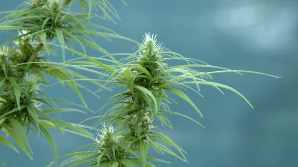 Marihuana Hierba Planta Cannabis Para Tratamiento Salud — Vídeos de Stock