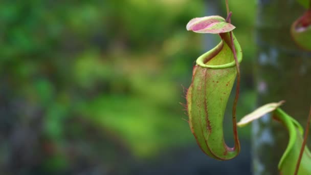 Close-up shot van werper plant 3 — Stockvideo