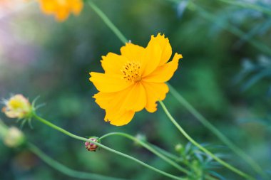 Güzel Sarı Kozmos çiçeği