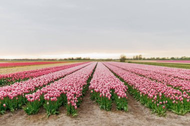 İlkbaharda ufka uzanan pembe laleler. Geniş lale tarlası manzarası