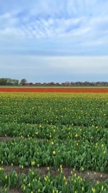 Sarı lale tomurcuklarının dikey videosu dramatik bir mavi gökyüzünün altında bir bahar çiçeği tarlasında büyüyor. Erken sezon lale çiftliği manzarası.