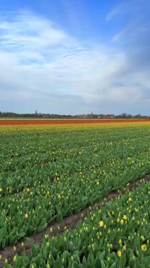 Sarı lale tomurcuklarının dikey videosu dramatik bir mavi gökyüzünün altında bir bahar çiçeği tarlasında büyüyor. Erken sezon lale çiftliği manzarası.