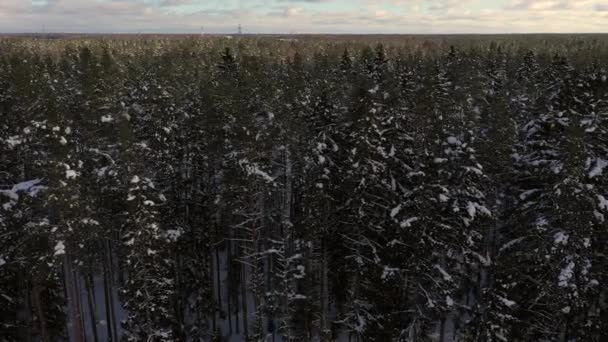 Flygfoto Skog Med Snötäckta Träd Vintern — Stockvideo